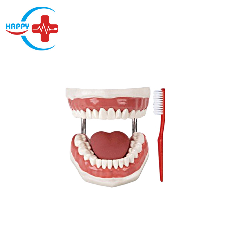 Hc-S170 Premium Dental Care Demonstration Model (5 time magnification)