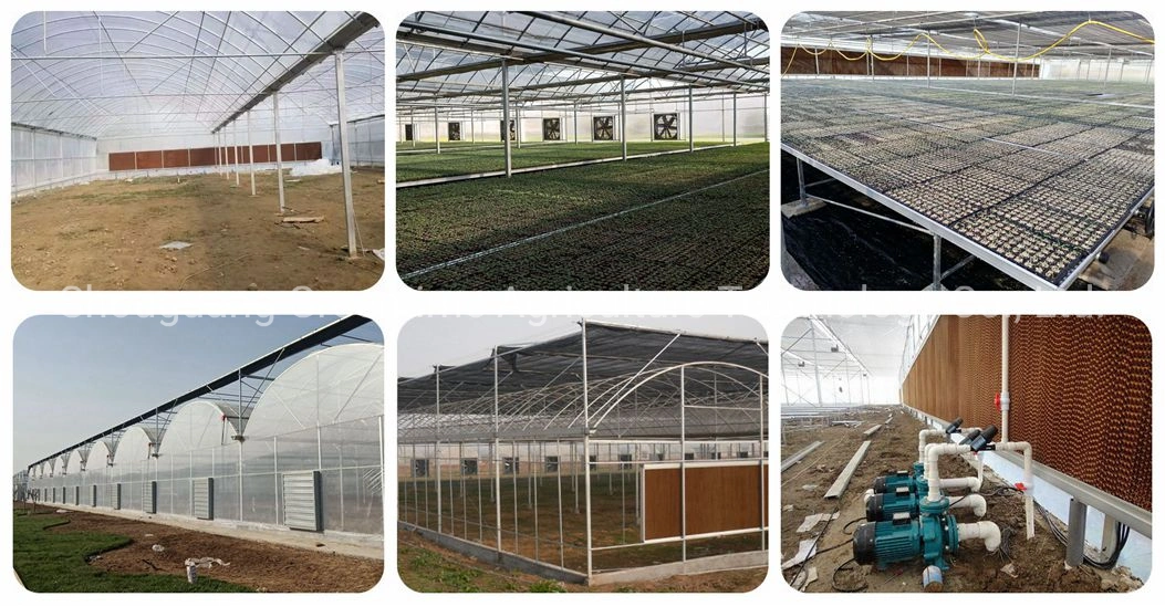 Automated Multi Span Film Greenhouse with Shading/Irrigation/Cooling System