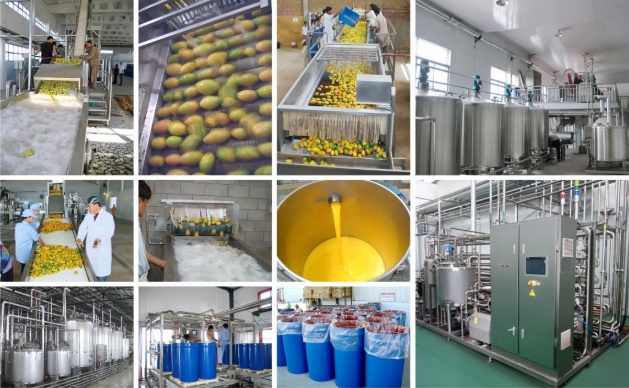 Complate Mango Pulp Processing Plant|Mango Processing Machine